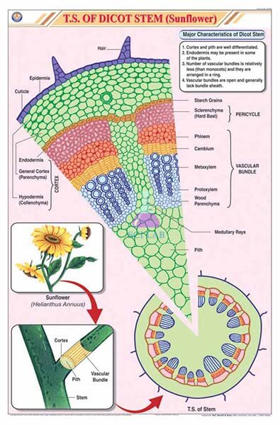 Dicot Stem T.S. Educational Chart